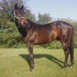 Thoroughbred Rescue Horse