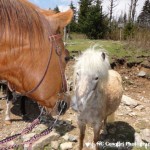 Dooey and Wild Pony