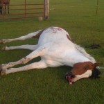 Bo was killed while grazing in his pasture! Please spread the word and help get Justice for Bo.