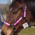 Horse Designer Halter from Red Haute Horse